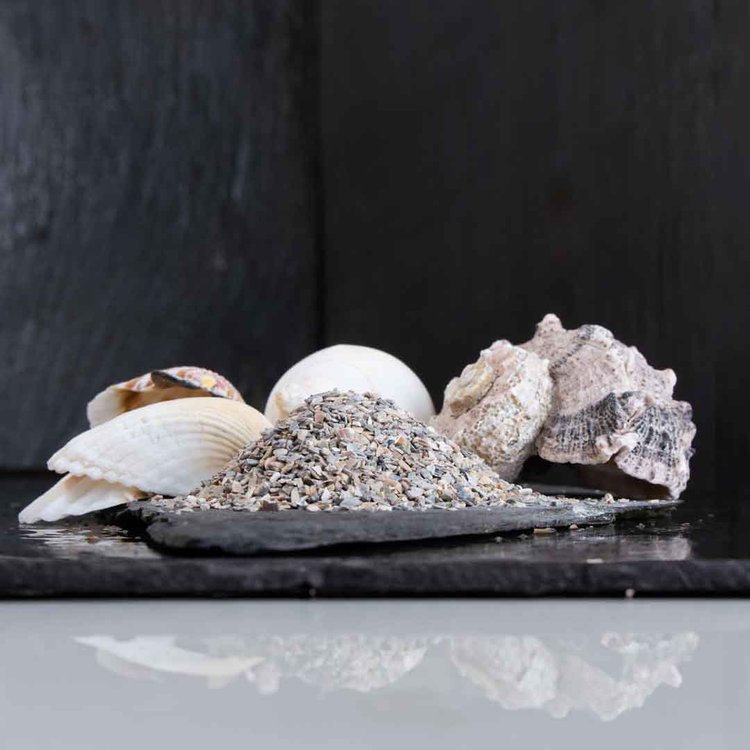 Aegir Seashell Grit
