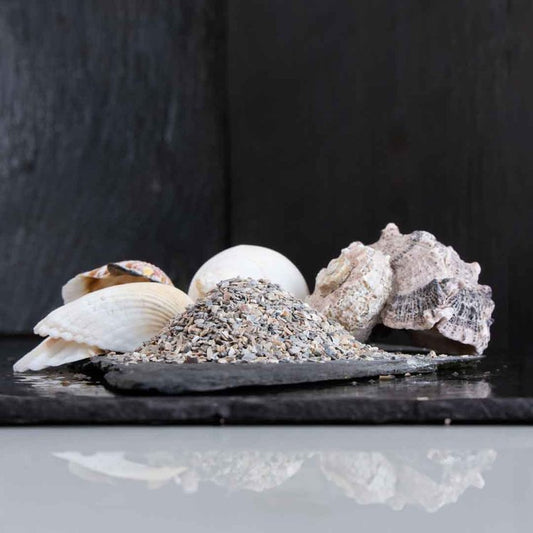 Aegir Seashell Grit